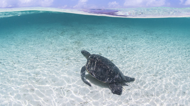 A green sea turtle (Chelonia mydas) swimming in shallow, clear water near French Frigate Shoals within the Papahānaumokuākea National Marine Monument.