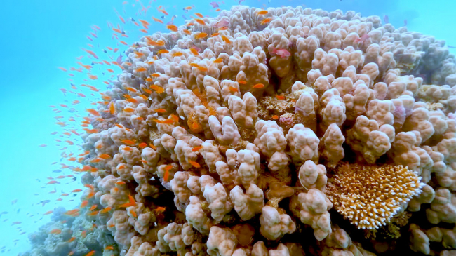 Coral in the Red Sea.