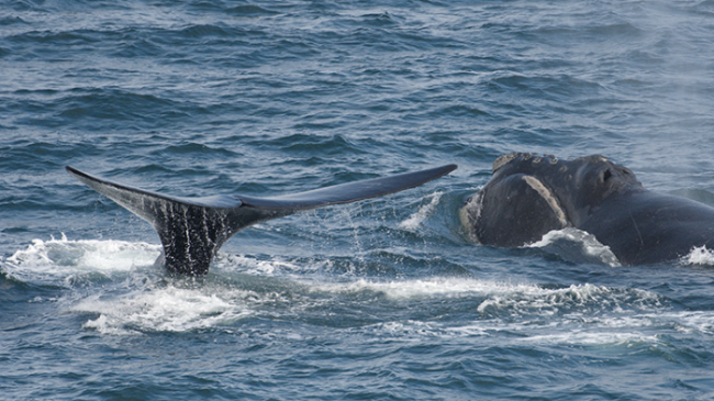 A pair of endangered North Pacific right whales.