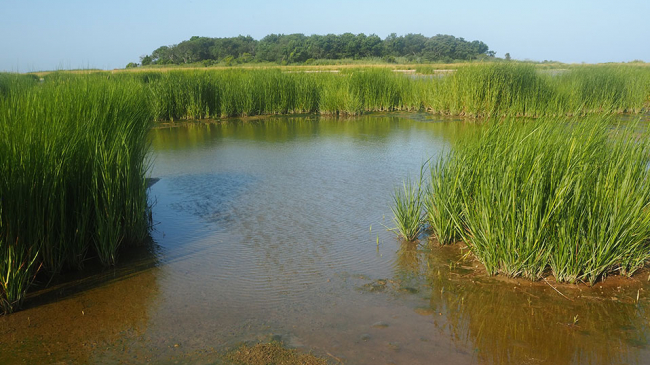 An estuary on Swan Island in Chesapeake Bay. Tall, green wetland grasses are on either side of the waterway.