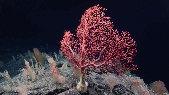 A large bubblegum coral (Paragorgia arborea) was observed during a dive to the Retriever Seamount during the 2021 North Atlantic Stepping Stones expedition. 