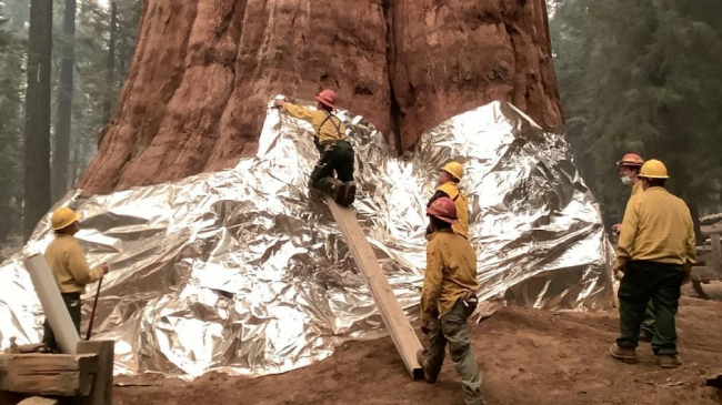 Wildland firefighters apply structure wrap to the base of a giant sequoia tree to protect it from the KNP Complex Wildfire, September 17, 2021.