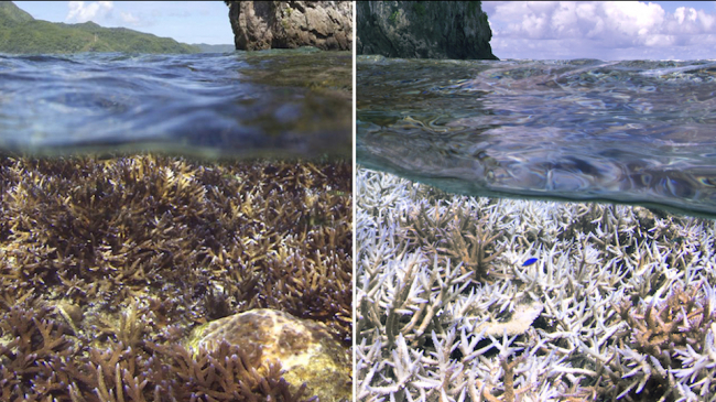 Before and after images of heat-stress related coral bleaching in American Samoa, in the tropical Pacific.