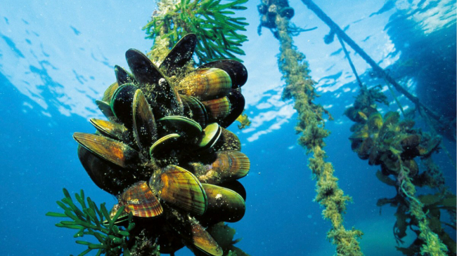 Mussel longline aquaculture, a type of aquaculture practiced in the coastal ocean of California.