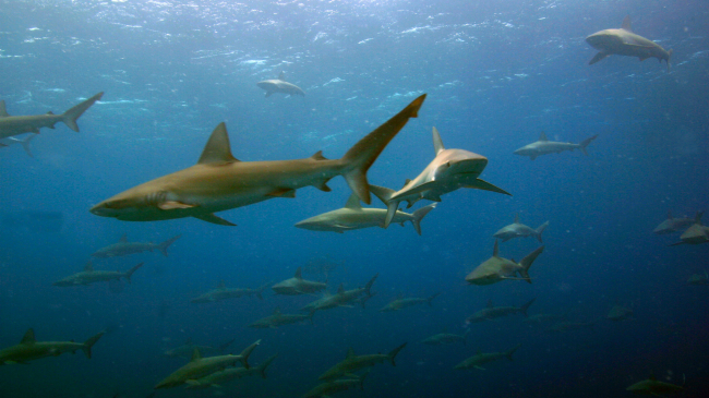 A school of galapagos sharks/manō at Maro Reef in the Northwestern Hawaiian Islands.