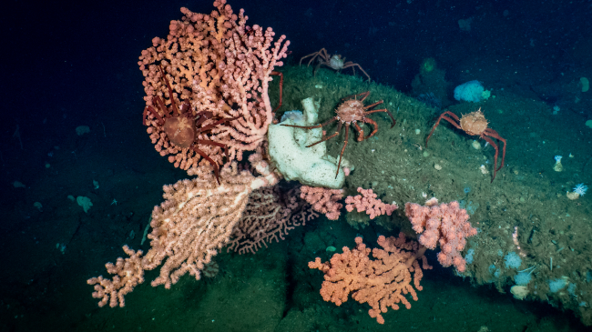 Deepwater bubblegum coral, a host for California king crab, observed during 2020 E/V Nautilus exploration of the Santa Lucia Bank. Corals and sponges that make up the area’s seafloor habitats provide food and shelter for recreationally and commercially important fish species. 