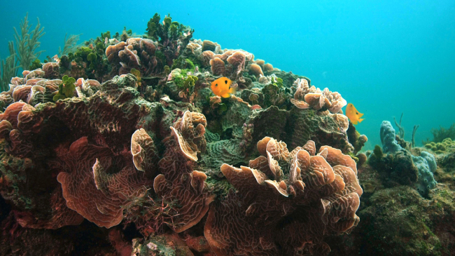 an underwater image of fish swimming above a vibrant coral reef.