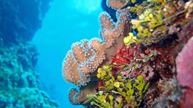 Colorful corals.