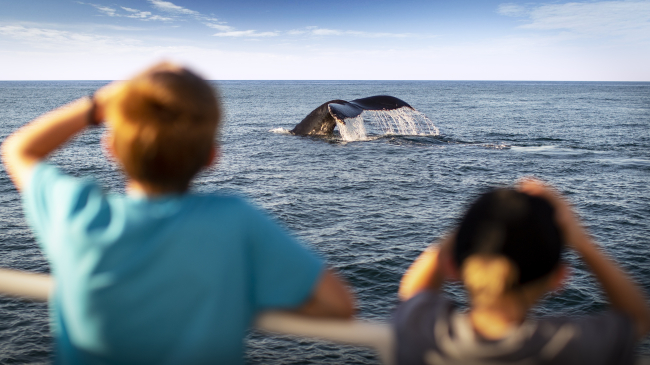 Children observing whale entering