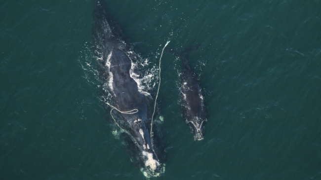 Right whale Catalog #3560 ‘Snow Cone’ and calf sighted off Fernandina Beach, Florida on January 6, 2022. 