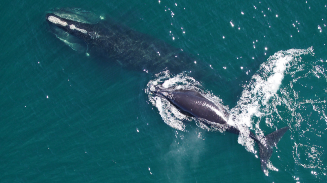 North Atlantic right whale mother and calf.
