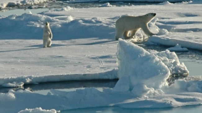Two polar bears on a patch of Arctic ice