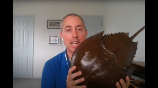 A man holds up a horseshoe crab exoskeleton to a virtual webinar live event.
