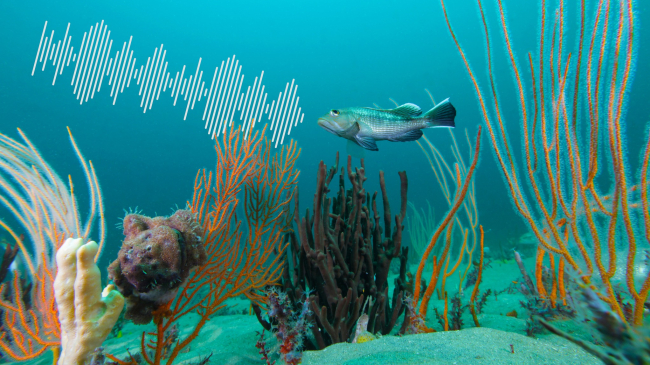 Fish swims over the seafloor with sponges and corals. A graphic of a sound wave is placed on the image, looking like it is coming out of the fish.