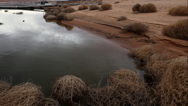 Tumbleweeds collect on the banks of Lake Powell on March 28, 2022 in Page, Arizona.