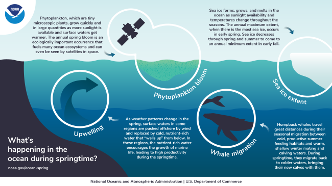  Diagram of the ocean that shows upwelling, a plankton bloom, sea ice, humpback whale migration. Read the narrative at www.noaa.gov/education/infographic/what-happens-in-ocean-in-springtime. 