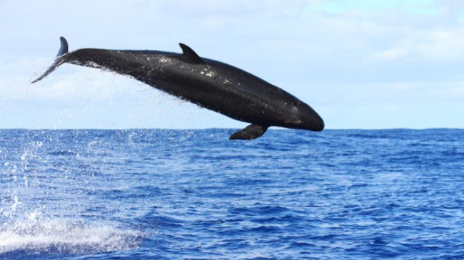 False killer whale jumping out of the water in the Northwestern Hawaiian Islands. 