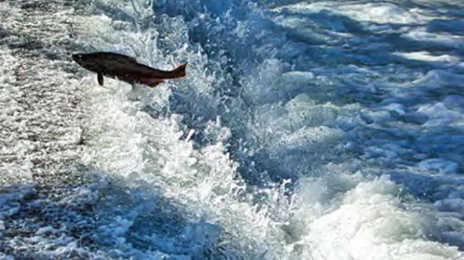 Salmon jumping upstream