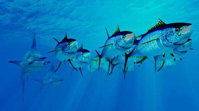 A digital artwork of a school of yellowfin tuna fish in the Atlantic Ocean used on the cover of the 2021 Status of the Stocks Report released by NOAA.
