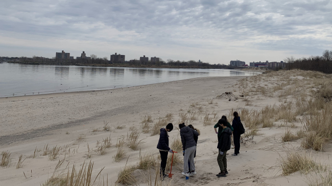 People stand on a sandy beach looking down at American beach grass planting, with some buildings in the distance. 