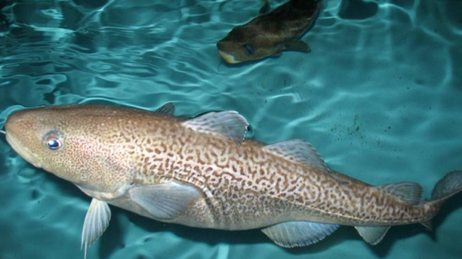 Pacific cod, seen here in a rearing tank at the Alaska Fisheries Science Center’s Newport, Oregon, lab.