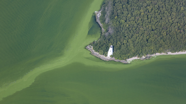 Harmful Algal Bloom in Western Basin of Lake Erie: September 20, 2017. An aerial photograph shows a lake, clogged with green colored algae surrounding a white lighthouse.