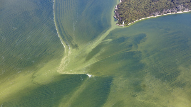 Shown here is a harmful Algal Bloom in Western Basin of Lake Erie: September 20, 2017 