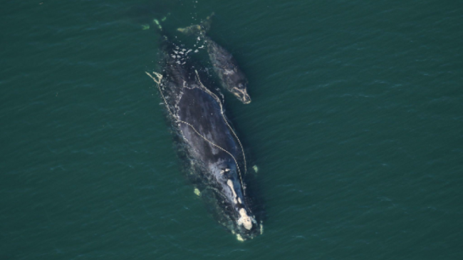 North Atlantic right whale Catalog #3560 ‘Snow Cone’ sighted December 2, 2021 entangled and with a new calf. 