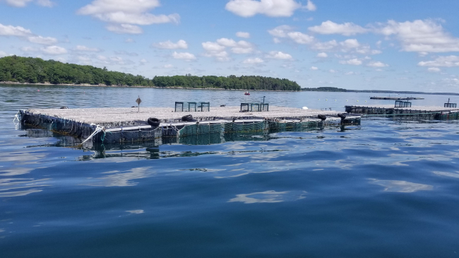 A platform of oyster cages floats on calm water.