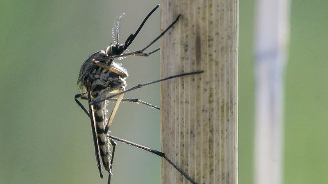 The mosquito C. pipiens is a vector for West Nile virus. 