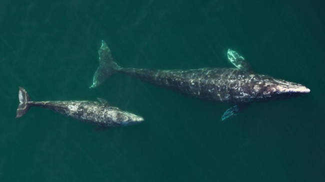 Two gray whales.