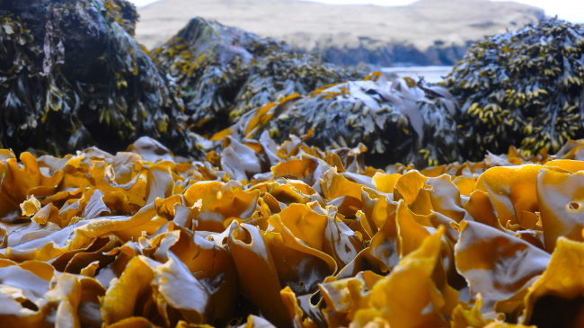 Kelp exposed at low tide on Alaska's Kiska Island. 