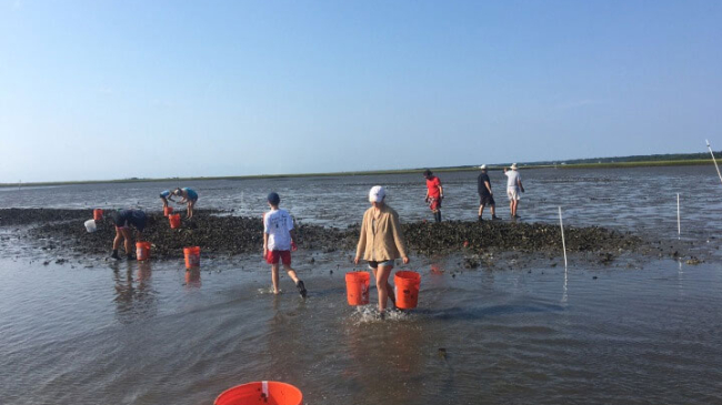  People place and carry red buckets in shallow waters near an oyster reef.