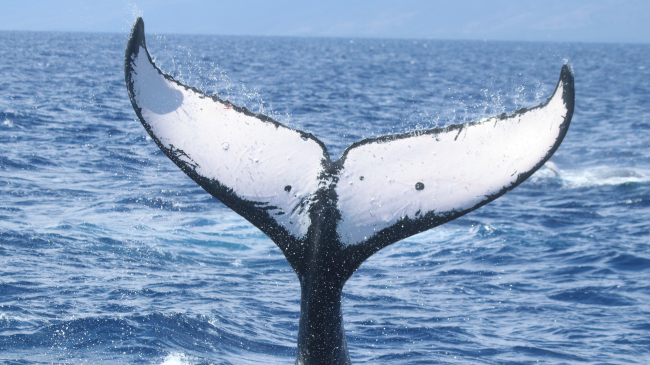 Humpback whale fluke out of water.