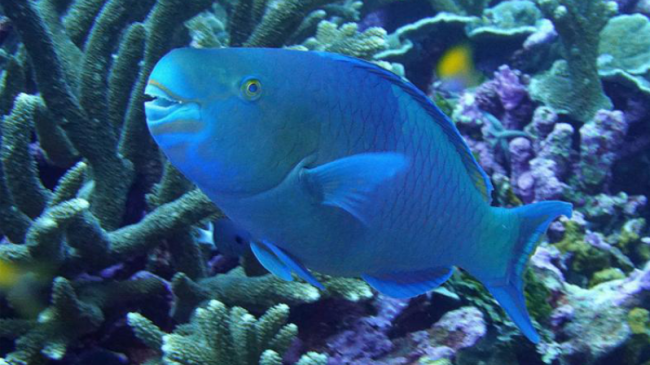Large parrotfish.