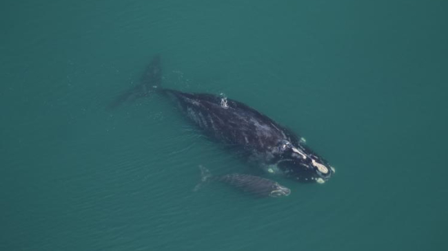 North Atlantic right whale Medusa and calf, taken under NOAA permit 20556-01.