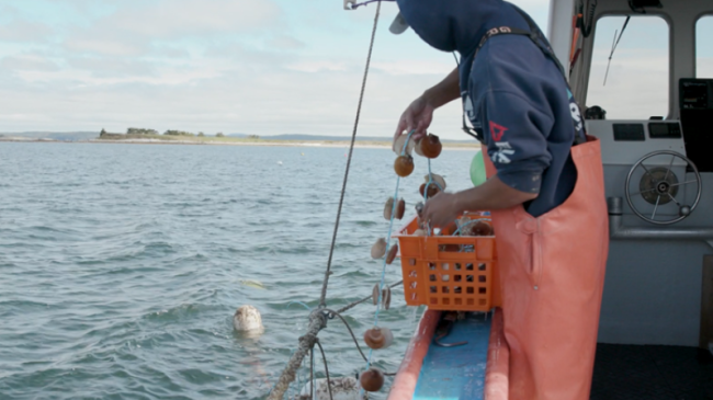 Fishermen lowers sea scallops into the water. 