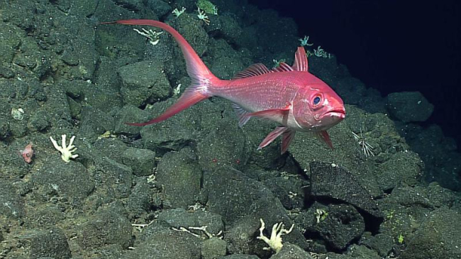  Onaga (longtail snapper or flame snapper, Etelis coruscans) can be found in the waters surrounding the Hawaiian Archipelago, and are one of the species that make up "Hawaii’s Deep 7."