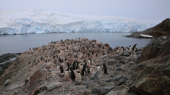 January, 2023: An image of Antarctica during a penguin survey throughout the Rosenthal Islands. January 2023 marked Antarctica’s lowest January sea ice coverage on record.