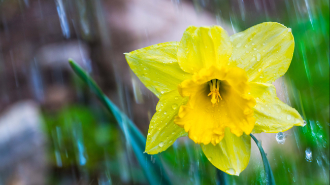 Close-up of yellow flowering Lent lily bloom with corona. Jonquil, daffadowndilly. Watering an ornamental bed on natural brown-green blurry background. Realistic, floral. Rain drops