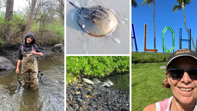 A collage of images, including a teen standing in a stream wearing hip waters and giving a thumbs-up, a horseshoe crab, four green sea turtles on a beach, and a person standing in front of a large outdoor sign that says "Aloha."
