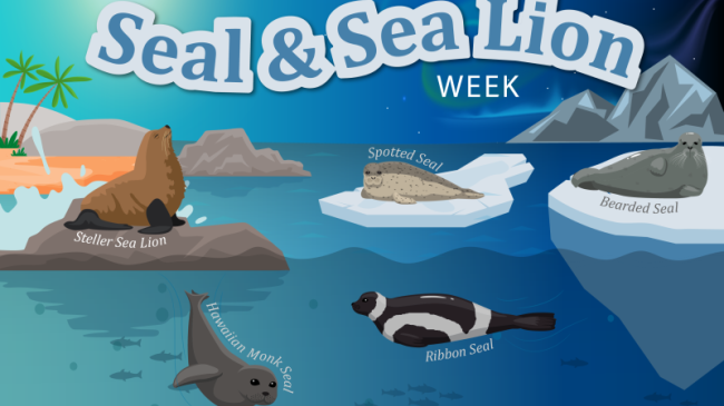 Graphic displaying Steller sea lion, spotted seal, bearded seal, and swimming Hawaiian monk seal and ribbon seal.