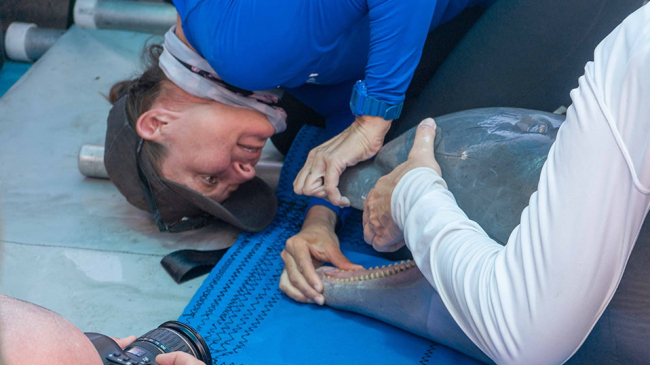 National Marine Mammal Foundation veterinarian performs a dental exam on a dolphin.