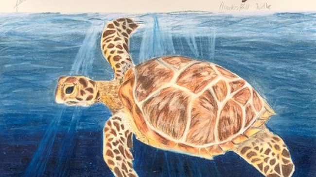 A student’s illustration of a hawksbill turtle swimming through ocean water that fades from light to dark blue with shafts of light shining through.