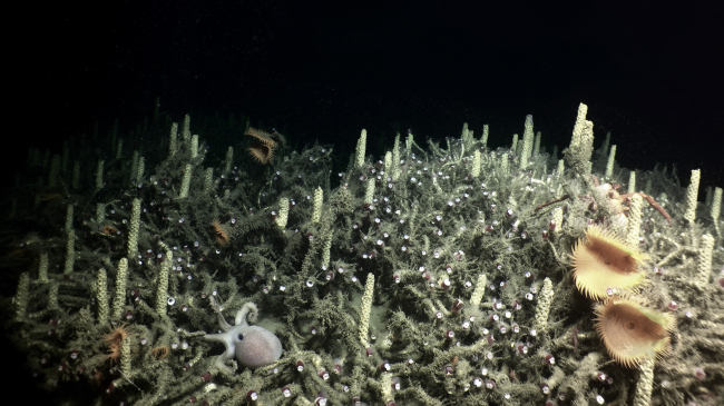 A diversity of animals that live at seep sites is inspiring. On this cluster of Vestimentiferan tube worms seen off the West Coast, there are snail egg cases, an octopus, and a other tiny organisms tucked in every crevice possible.