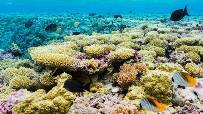 Image showing the coral reef that surrounds Palmyra Atoll is home to an incredible volume and diversity of fish (over 400 species) and other marine life. 