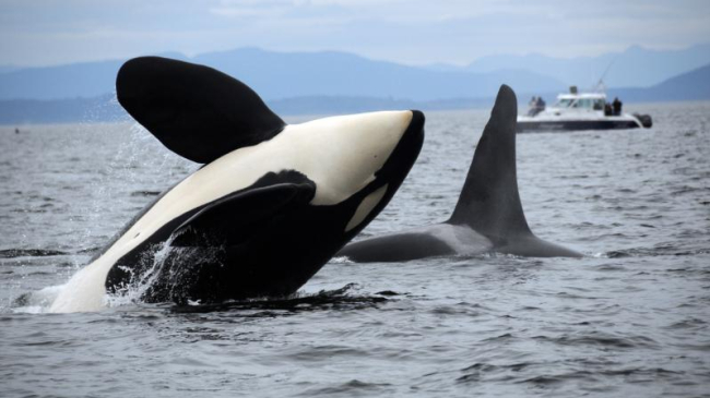 Photo of Southern Resident killer whale leaps out of water.