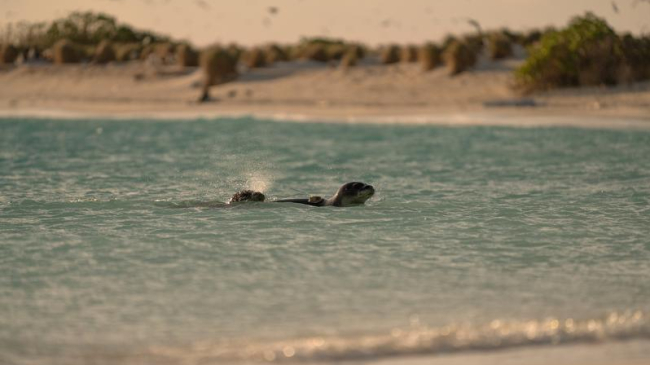 Photo of Rehabilitated Hawaiian monk seals explore their new habitat after a successful release into the wild at Kuaihelani (Midway Atoll). 