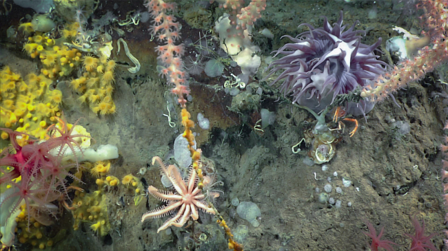 Close-up view of a group of marine life documented by NOAA Ocean Exploration in 2019 during a dive by a remotely operated vehicle into Gully Canyon, which is 125 miles off the coast of Nova Scotia. Pictured here are bamboo corals, zoanthids, encrusting demosponges, hydroids, an anemone, a Freyella elegans seastar, and a squat lobster.