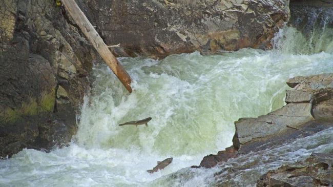 Chinook salmon making it up Dagger Falls, Middle Fork Salmon River.